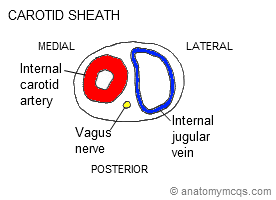 carotid sheath