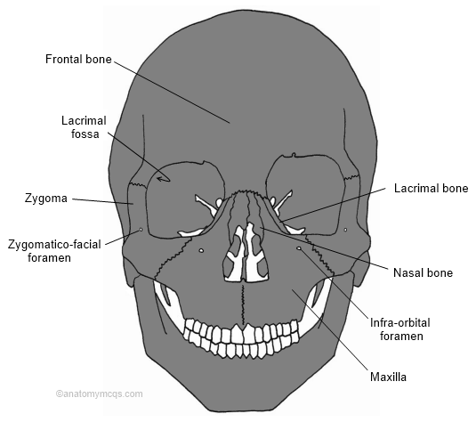 zygomatico orbital foramen