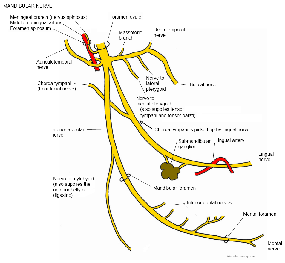 Infratemporal Fossa Branches of Mandibular Nerve (CN V3) Diagram