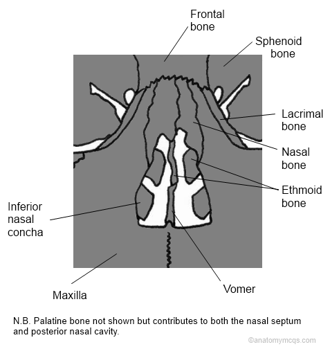ethmoid bone superior nasal concha