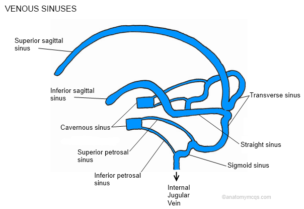 superior petrosal sinus